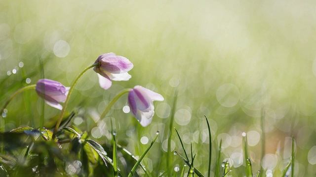 Искупитель наш воскрес | "Пасхальная повесть" 2022 | Христианская музыка на Пасху смотреть онлайн