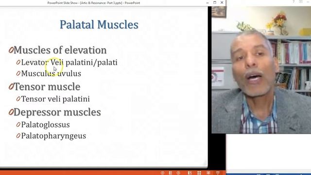 A&P Articulatory System Part 3 смотреть онлайн