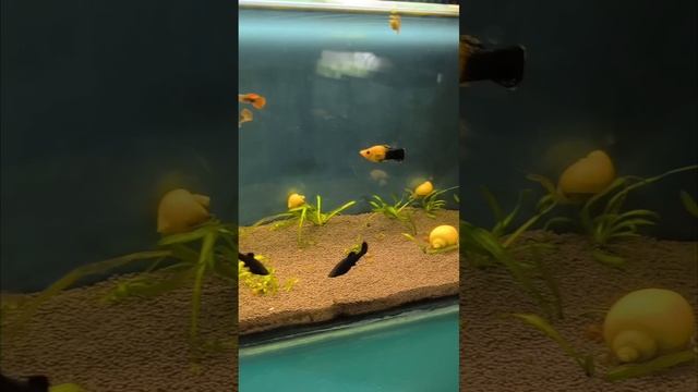 счастье смотреть онлайн