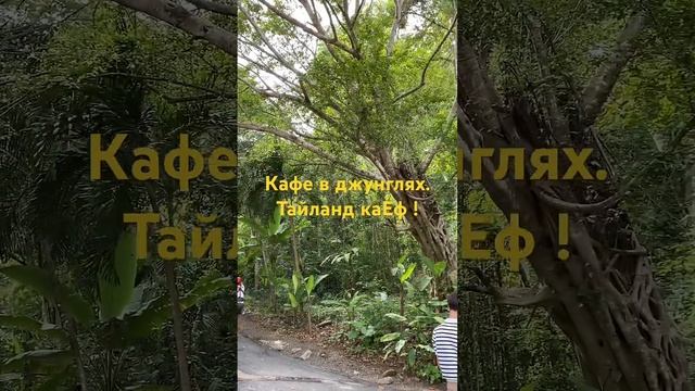 Кафе в джунглях в Тайланде #ежсереж #ежсереж #ешсержвтае #пхукет #тайланд смотреть онлайн