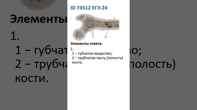 ID 74512 5.7. Кость. ЕГЭ-24 смотреть онлайн