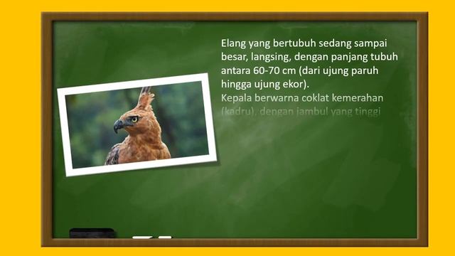 Quiz Flora & Fauna Bersama Pak E' смотреть онлайн