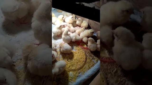 У меня сегодня совместный вывод индюшат и бролеров