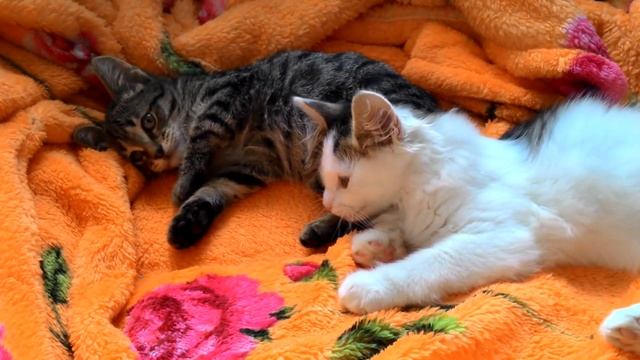 Отдаём котят в самые добрые руки