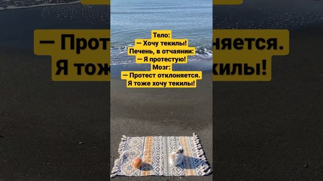 Решение принято | прикол смотреть онлайн