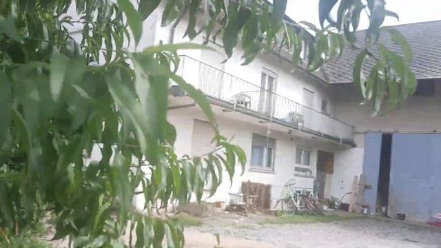 Будни доярочки.