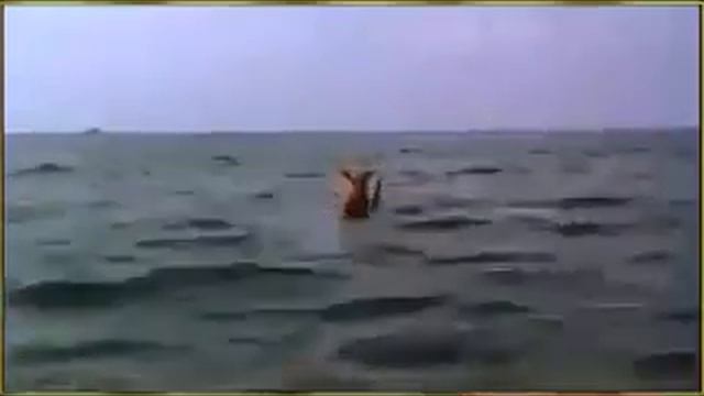 El delfin es el animal mas amoroso del mundo смотреть онлайн