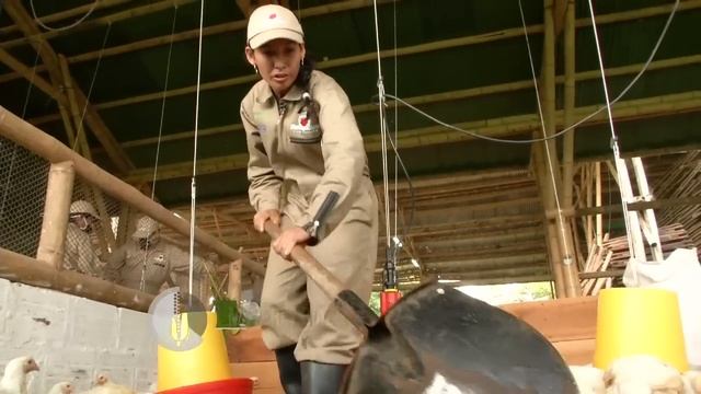 Agricultura al Día - Cómo alimentar y cuidar pollos de engorde, Panaca смотреть онлайн