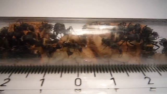 Camponotus sericeus - Test tube view смотреть онлайн