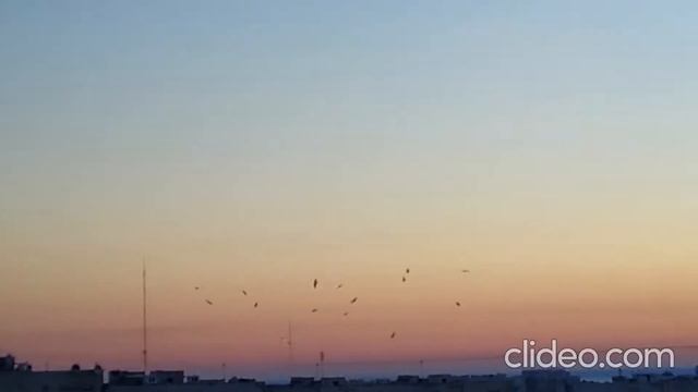 14.6.2021. Приветствие Солнца. Птицы делают три круга в поклонению светилу. 4:55 смотреть онлайн