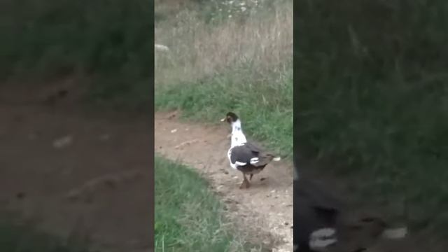 мы нашли дикую утку смотреть онлайн