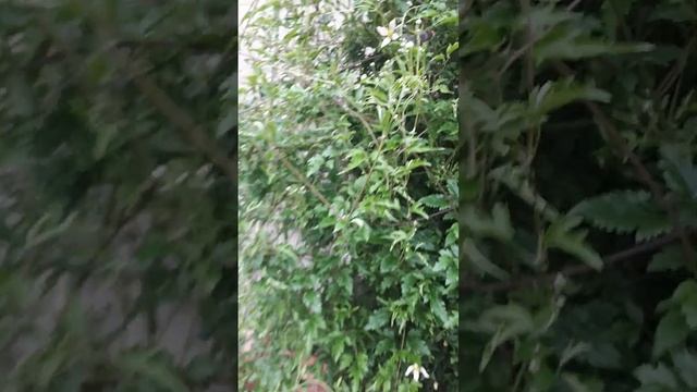 ТАНГУТИКА простой и неприхотливый КЛИМАТИС! смотреть онлайн