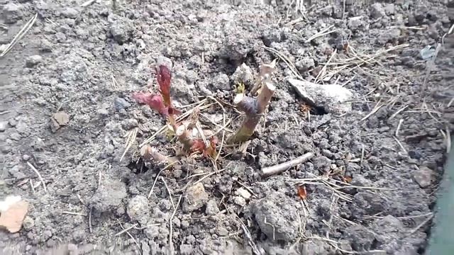 Влог. Компот. Рассада. Цветы. смотреть онлайн