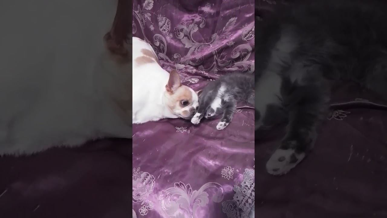 Отдыхают)#чихуахуа #dog #cat смотреть онлайн