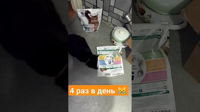 засорили голодом кошку..#клякса#котики#чернаякошка #shots #подписчикинаютуб #чернаяпантера #киса смотреть онлайн