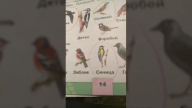Занимательные птицы смотреть онлайн