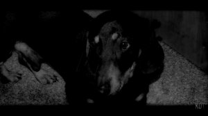 не осталось   живого часть 2.страшные истории на ночь