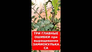 ЗАМИОКУЛЬКАС. Главные ошибки при выращивании ЗАМИОКУЛЬКАСА.