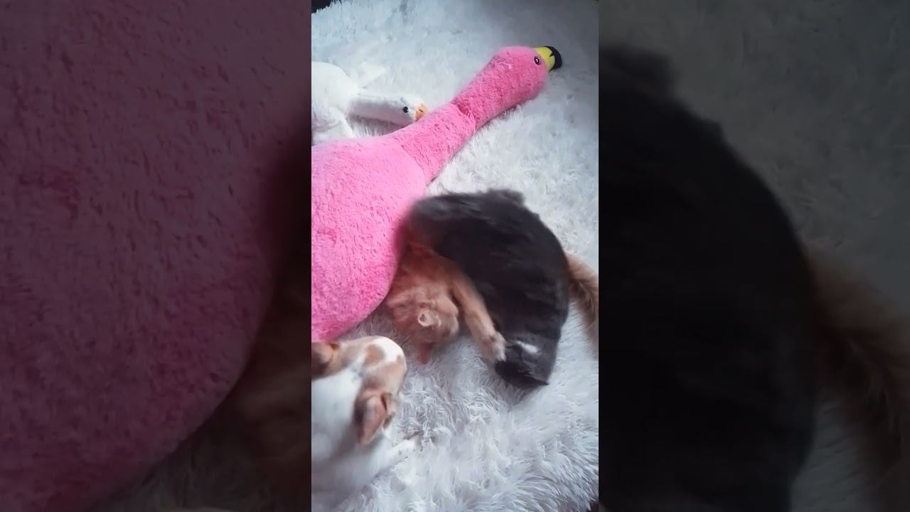 Местные разборки)#чихуахуа #котята #dog #cat смотреть онлайн