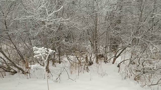 Хаски Умка в зимней сказке смотреть онлайн