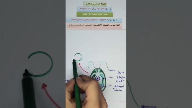 رسم التكاثر الجنسي في الكلاميدوموناس #احيائي #سادس_علمي смотреть онлайн