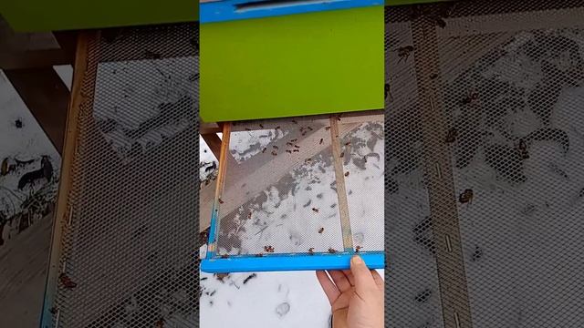 зимовка в сэндвич ульях. смотреть онлайн