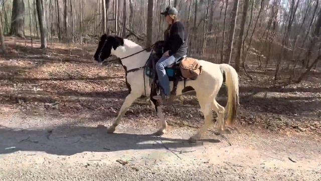 Maisy 15.2 hh SSH Mare смотреть онлайн