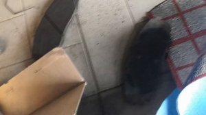 Kia Carnival 3 Биение в руль, проблема в тормозах, есть лечение! Киа Карнивал 3