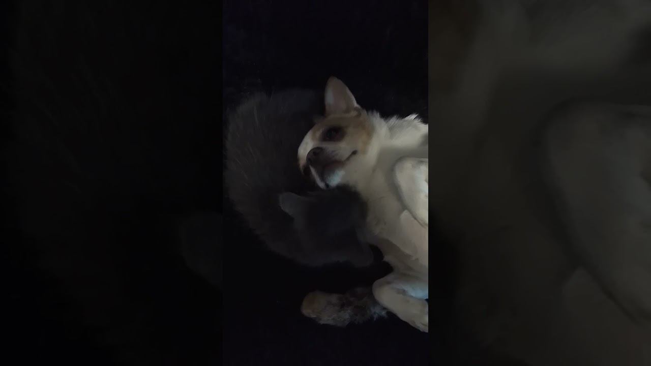 Что делает Марта?#чихуахуа #cat #dog смотреть онлайн