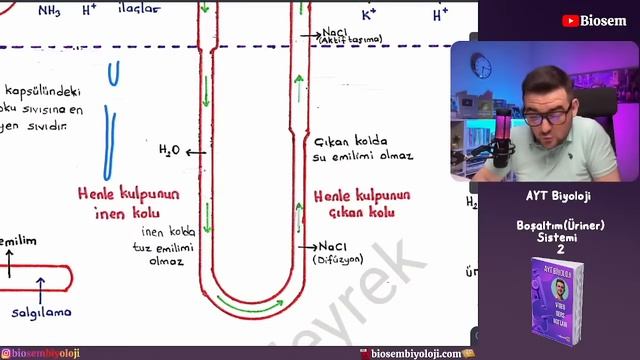 Boşaltım (Üriner) Sistemi-2 Nefron, İdrar Oluşumu | Ayt Biyoloji Konu Anlatımı 11. Sınıf | 2024 смотреть онлайн