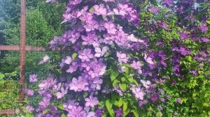 Великолепное цветение клематисов