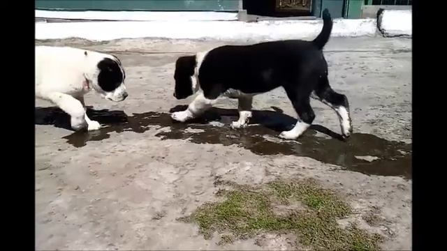 Дагмана любит воду смотреть онлайн