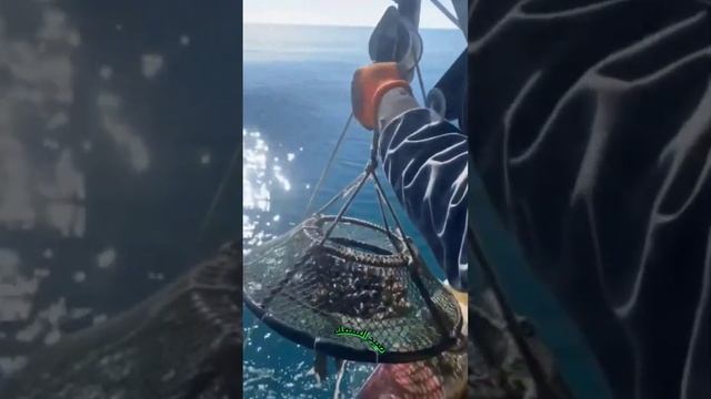 استخدام تقنية الصيد بالأقفاص في صيد المحار смотреть онлайн