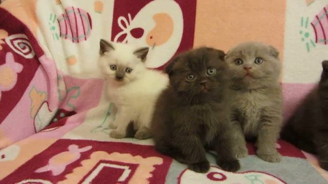 шотландские котята. смотреть онлайн