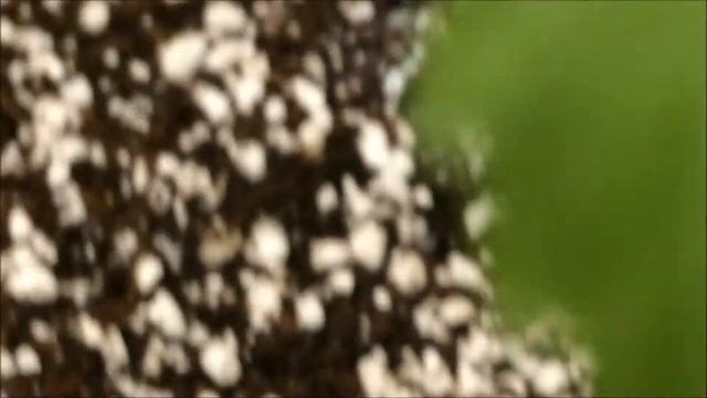 My Friends Grow Coco Coir Day 35 Flower/Bloom смотреть онлайн