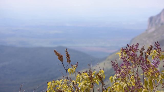 Белоглави лешояди във врачанския балкан смотреть онлайн