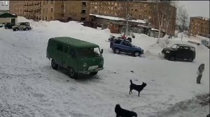 Нападение бродячих собак на ребёнка во дворе дома