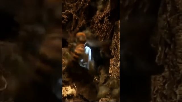 Шершень лазутчик смотреть онлайн