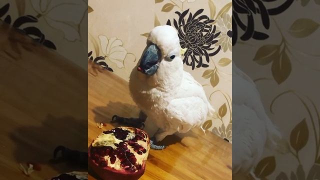 Какаду Рома. Попугай. смотреть онлайн