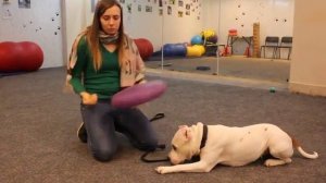 Дог фитнес  для собаки Упражнения 2 для спины и   для мышц