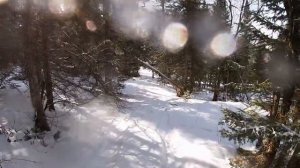 Гусеничный гидравлический мини вездеход  езда по лесу