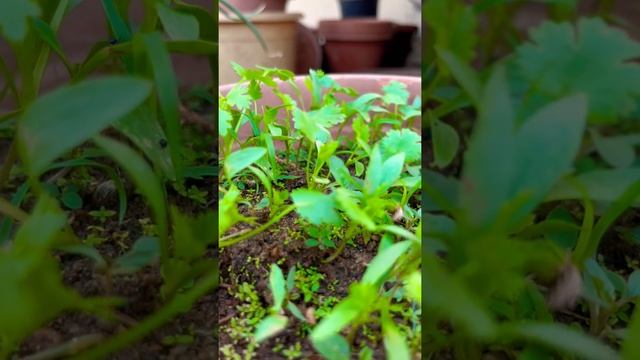 My happiness 😍 || coriander gardening by Shee смотреть онлайн