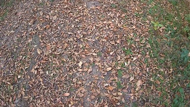 Царская охота на фазана. Нарезка нескольких охот в разных охот угодиях. смотреть онлайн