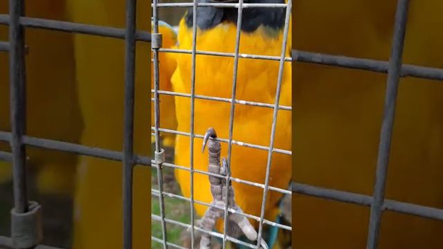 World of Birds смотреть онлайн