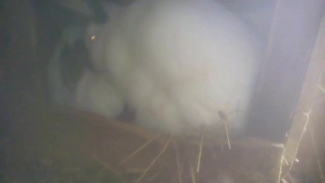 Кроличьи новости смотреть онлайн