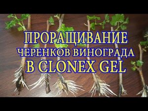 Укоренение черенков винограда в Клонекс- геле на кокосовом субстрате. Практика и ошибки.