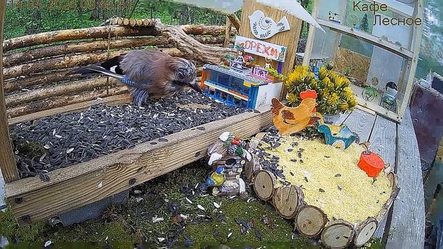 Прилетела сойка взлохмаченная- толи после разборки толи после дождя#Россия смотреть онлайн