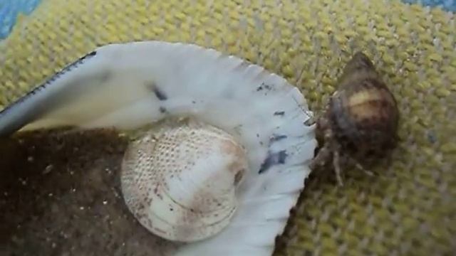Очень прикольное видео смотреть онлайн