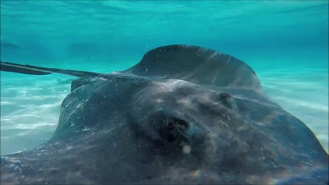 March Break - Cayman Islands смотреть онлайн