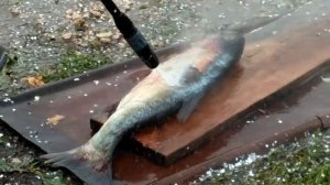 толстолоб в автоклаве